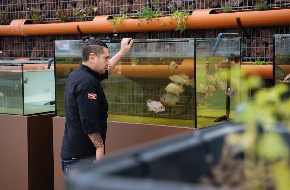 Diego Gallegos, chef de Sollo, revisa los peces de río criados mediante acuaponía en Higuerón Resort, Fuengirola